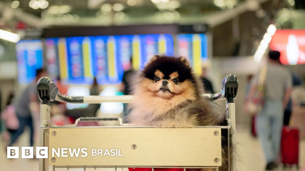 Como transportar animais de estimação durante viagens de avião e não causar danos aos pets