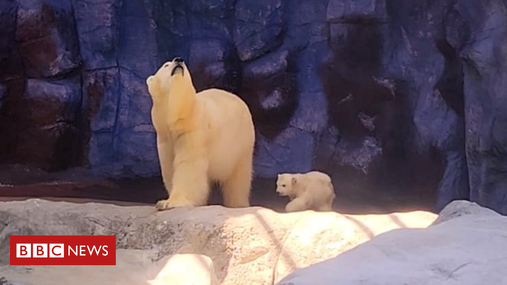 7 quilos, com medo de nadar: Nur, a primeira ursa polar brasileira, encontra o público; veja imagens