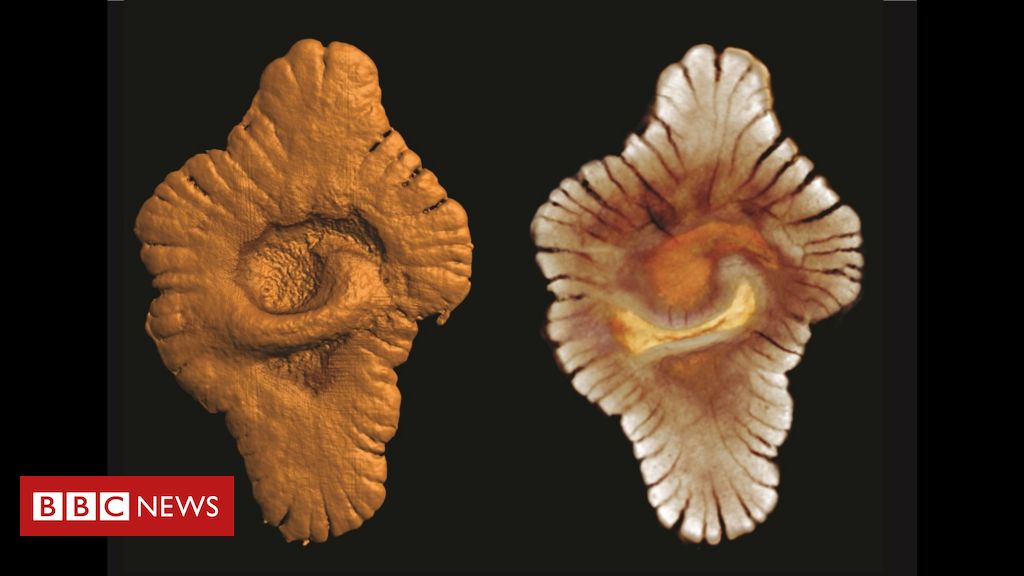 Why do some scientists believe that life on Earth is older than previously thought?