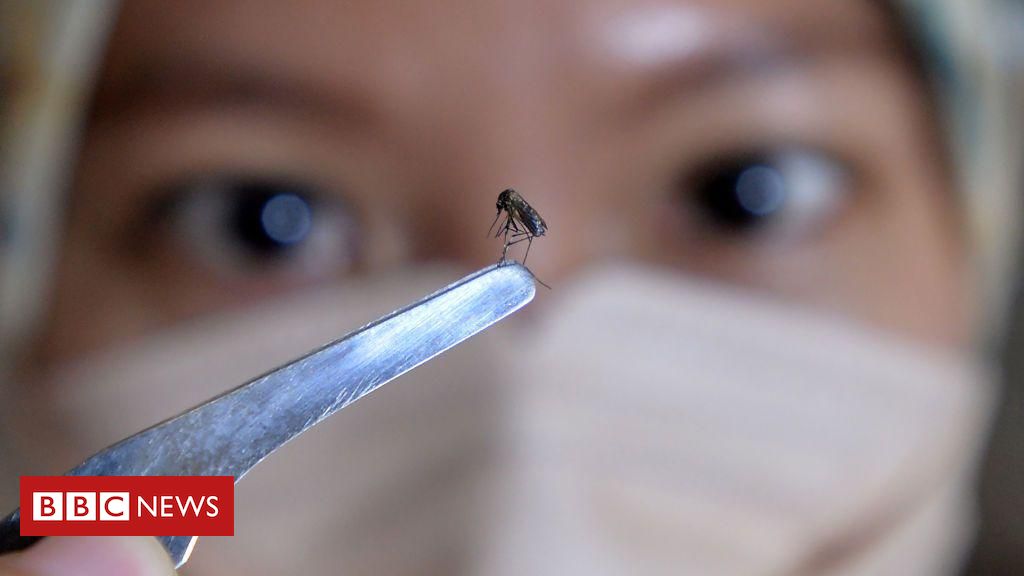 A armadilha de mosquito usada por cidade de SP para controlar dengue