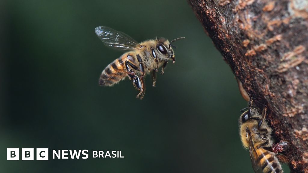 A extinção de insetos já afeta a produção global de alimentos - BBC ...