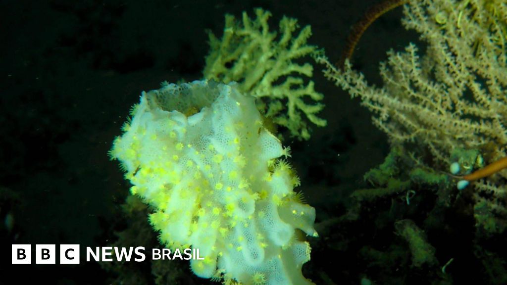 O vírus descoberto nas profundezas da costa do RJ que ganhou nome da mitologia indígena