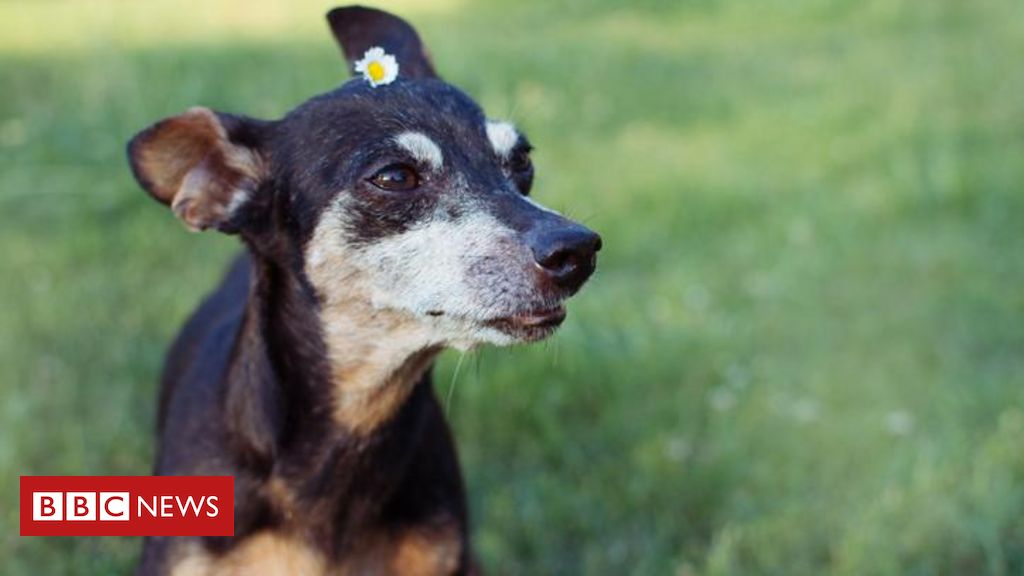 CCZ tira das ruas, mas entrega animais doentes para adoção - Capital -  Campo Grande News