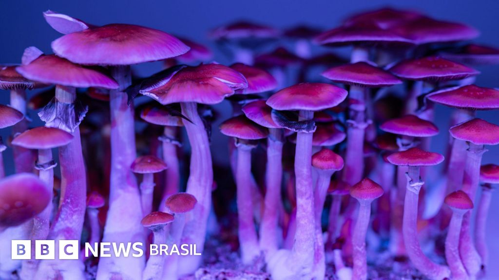 Dois motivos para desconfiar dos estudos sobre psicodélicos, segundo cientista