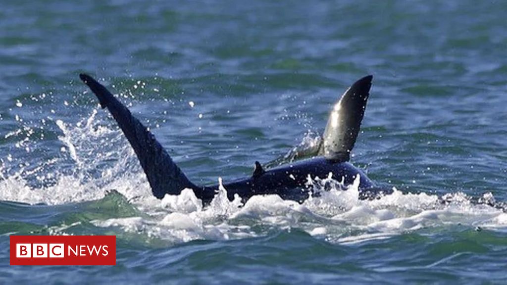 Orca devora al gran tiburón blanco en un ataque 'sorprendente'