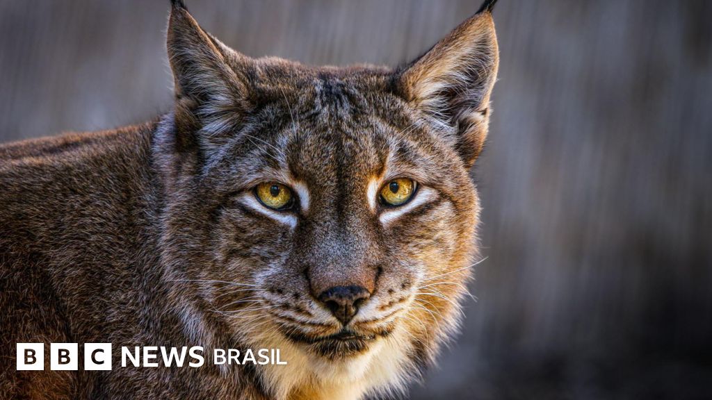 O zoológico europeu que pede animais de estimação para alimentar leões e tigres