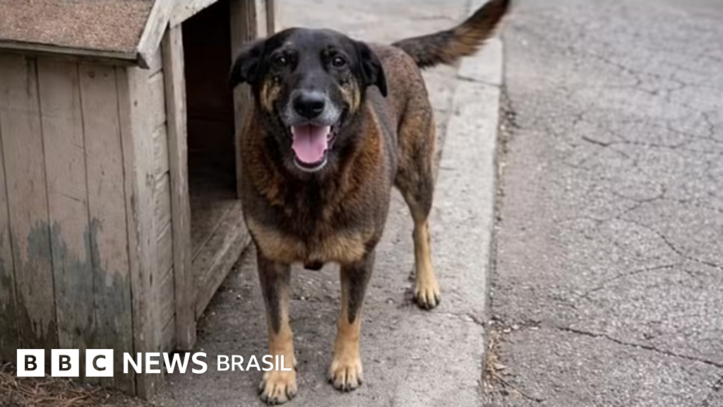 Por que MP descartou envolvimento de adolescentes em morte do cão Orelha e pediu arquivamento do caso