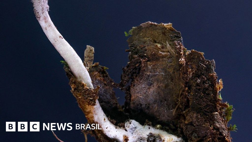 Novo fungo zumbi é descoberto na Mata Atlântica do Rio de Janeiro