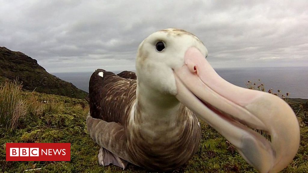 O rato gigante que ameaça de extinção espécie de albatroz - BBC News Brasil
