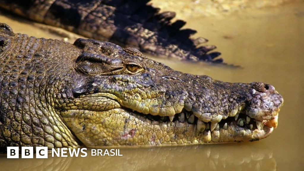 A busca desesperada por criança que desapareceu em águas com crocodilos