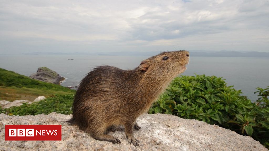 O rato gigante encontrado na Cidade do México não é um roedor de verdade -  Notícia