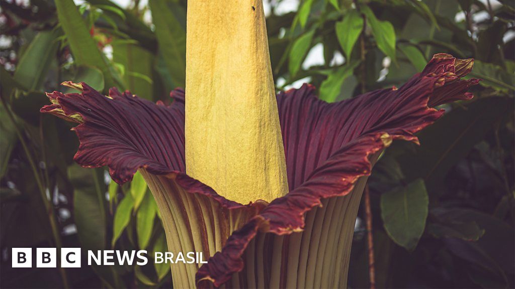 A planta com 'cheiro de morte' que atrai multidões quando floresce