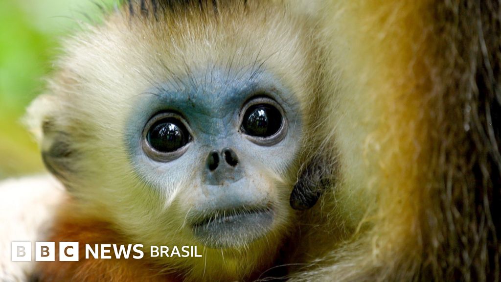 A batalha para salvar o raro macaco de nariz arrebitado da China