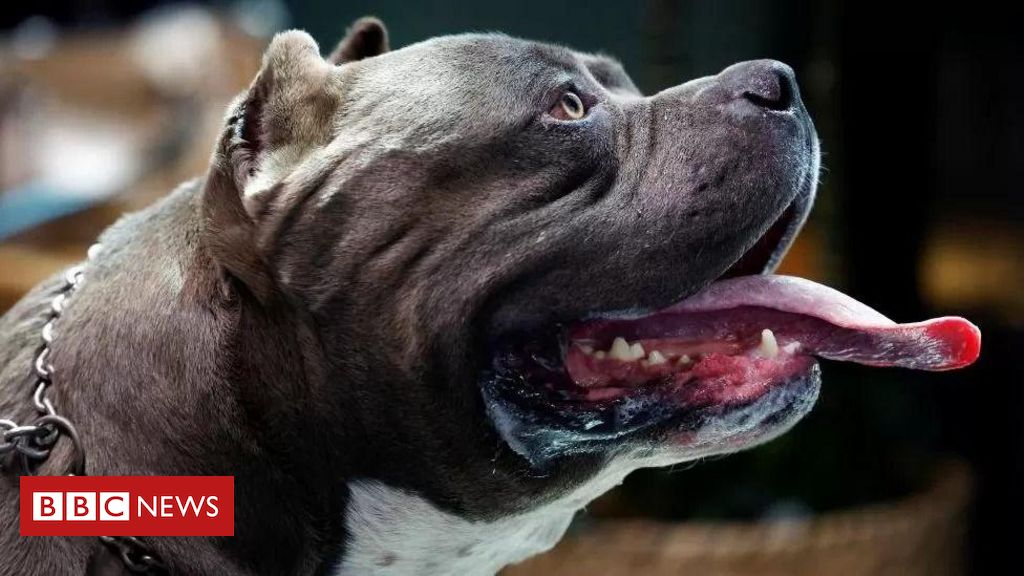 Masculino Fila Brasileiro Raça Cachorro Brasil fotos, imagens de