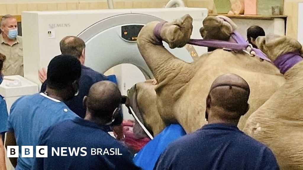 O desafio de fazer tomografia em rinoceronte de uma tonelada