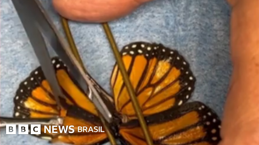 Borboleta com asa quebrada passa por cirurgia e volta a voar