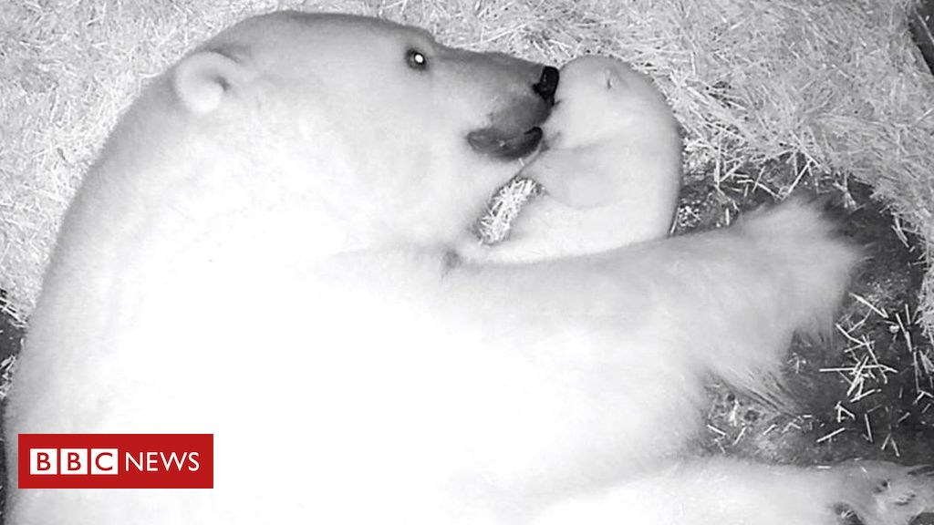 Vídeo exclusivo | Ursa polar brasileira?  Conheça Nur, a rara filhote nascida em aquário em São Paulo