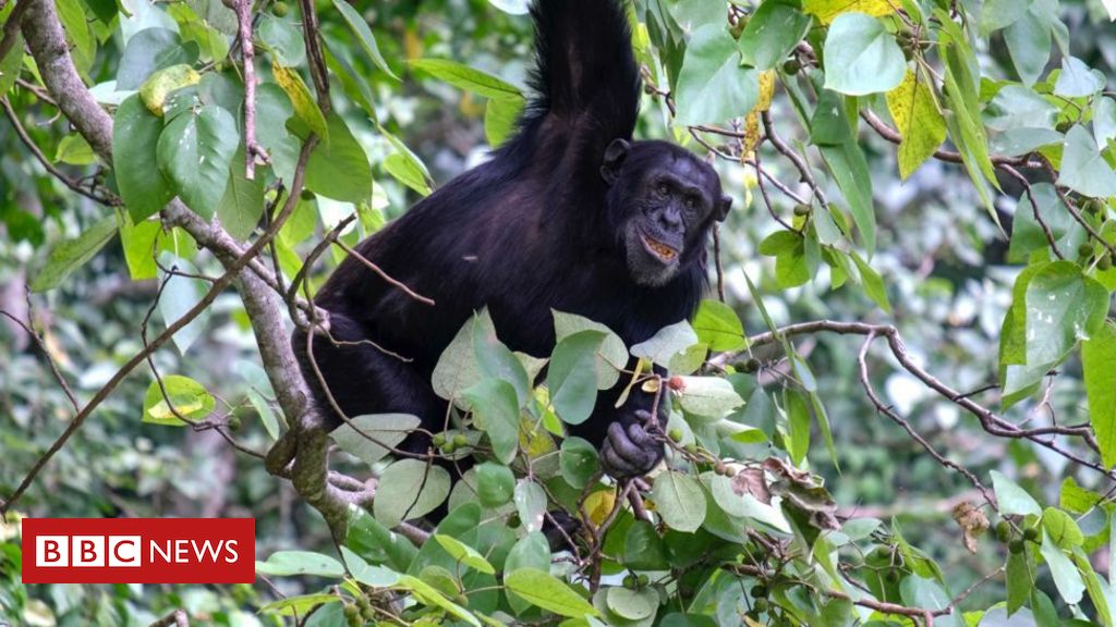Chimpanzés se 'curam' com plantas medicinais, diz pesquisa