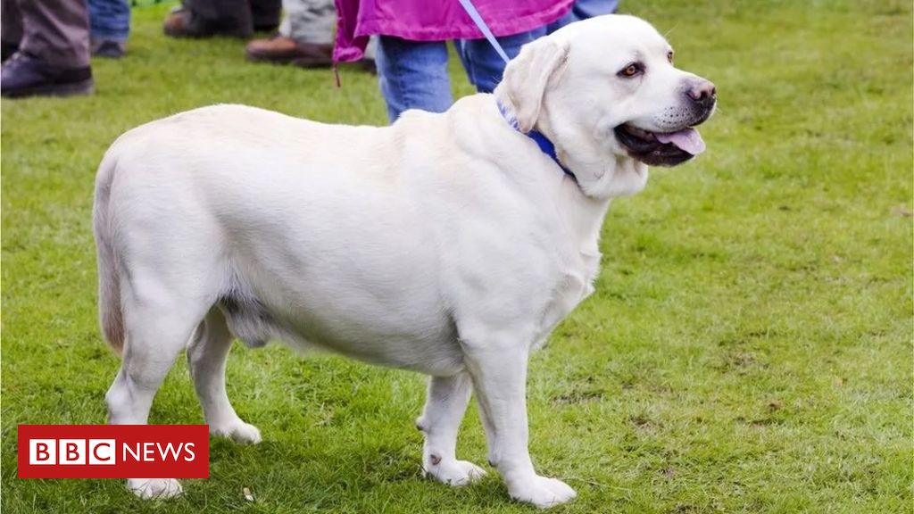 Pets: Research suggests that Labrador puppies tend to be overweight thanks to a genetic mutation