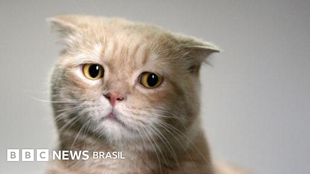 Gatos e outros animais sofrem com o luto?