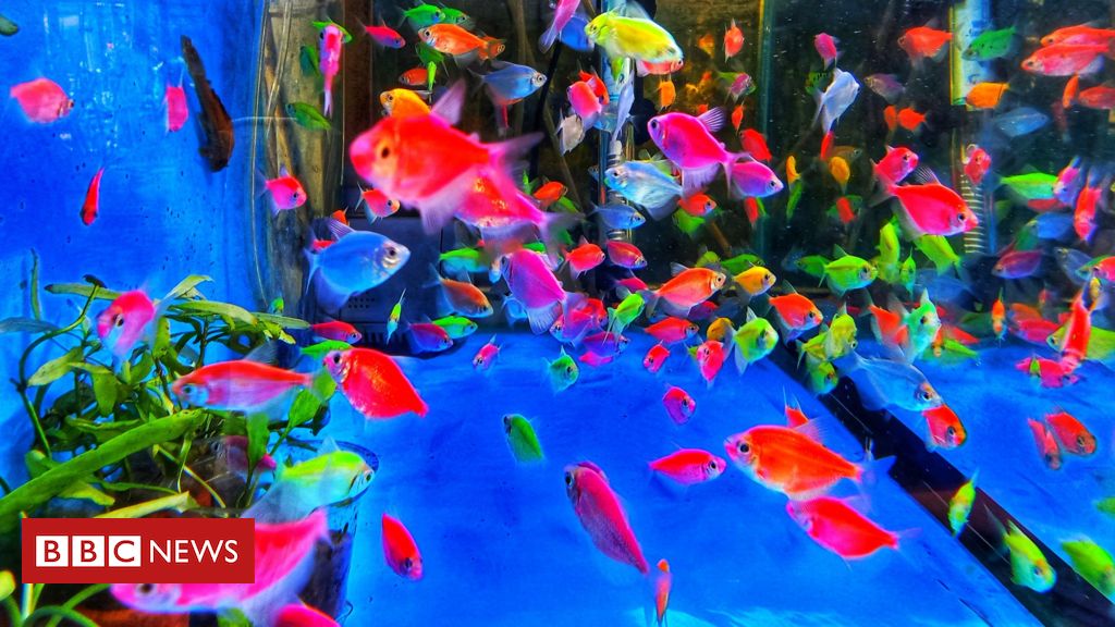 A caça aos peixes modificados para 'brilhar no escuro', que levou a multas acima de R$ 100 mil