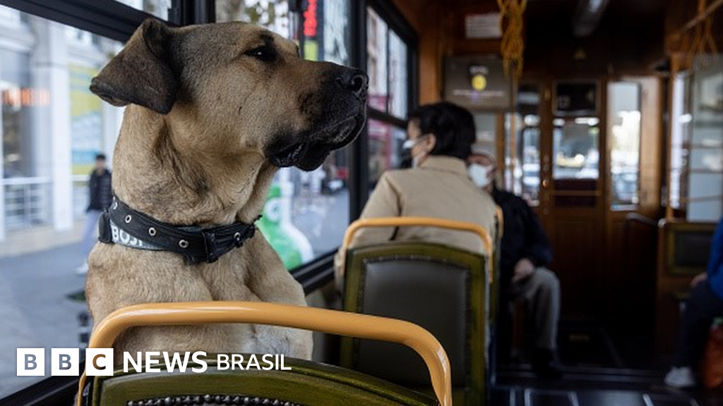 O cachorro que viralizou por aprender a usar ônibus, bonde, metrô e balsa em Istambul