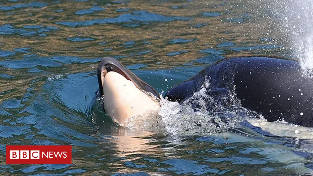 Baby Shark': 8 curiosidades por trás do vídeo que se tornou o mais visto da  história no  - BBC News Brasil