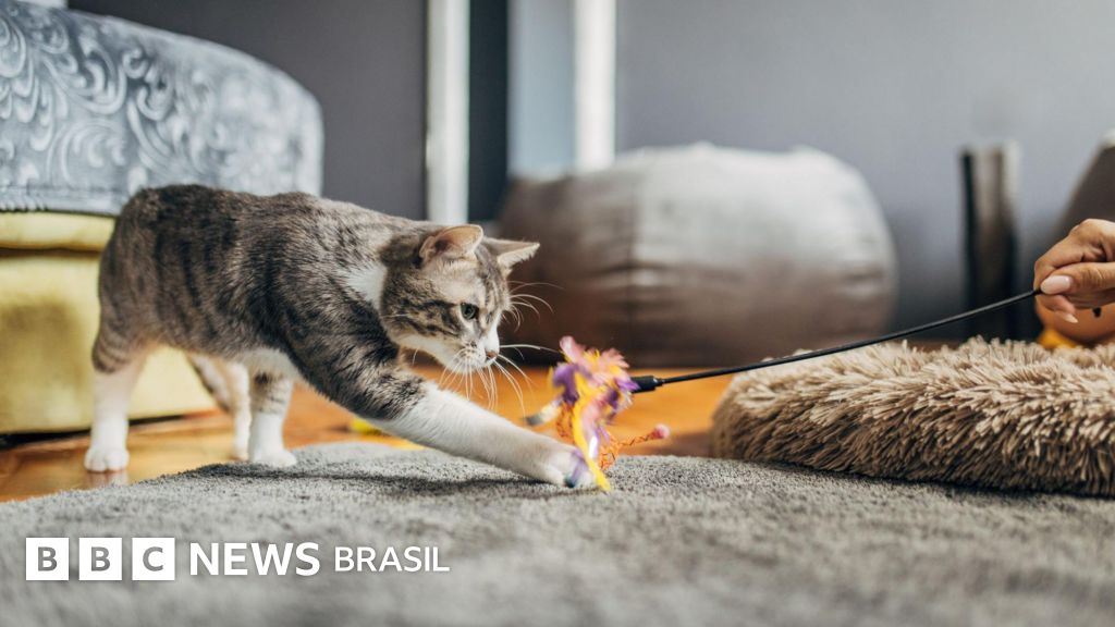 Como medicina veterinária e ciência do comportamento animal 