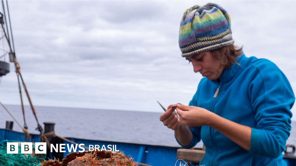 Mancha gigante de plástico no oceano cria novo habitat para animais marinhos