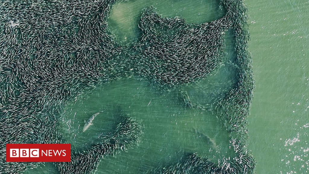 A impressionante imagem de drone que revela tubarões 'escondidos' perto da praia