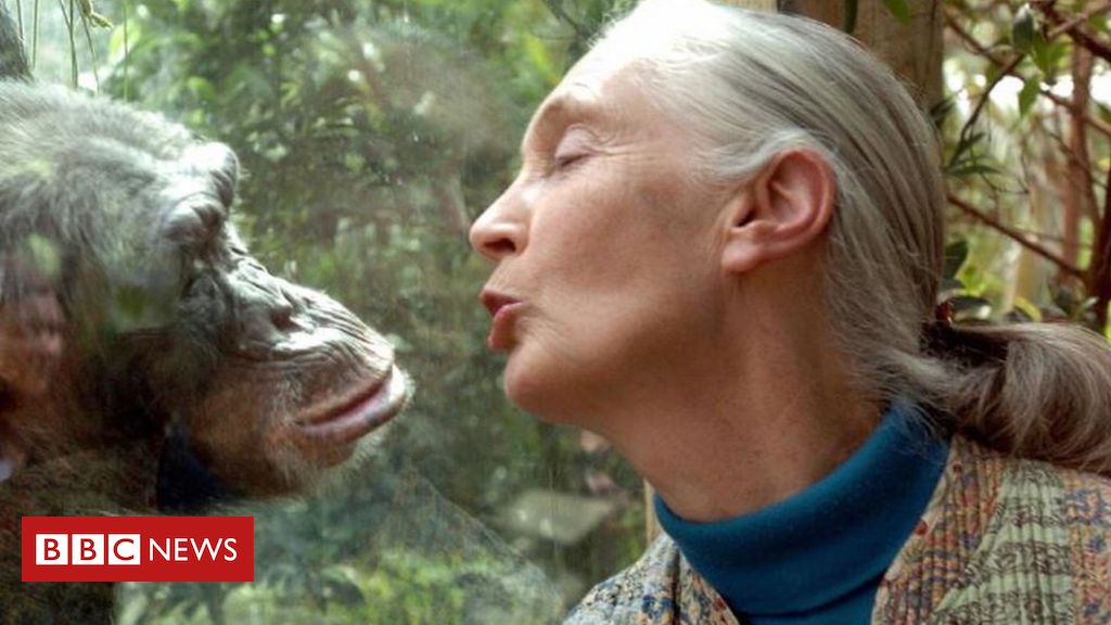 Cientistas descobrem que 72% dos macacos machos são bissexuais