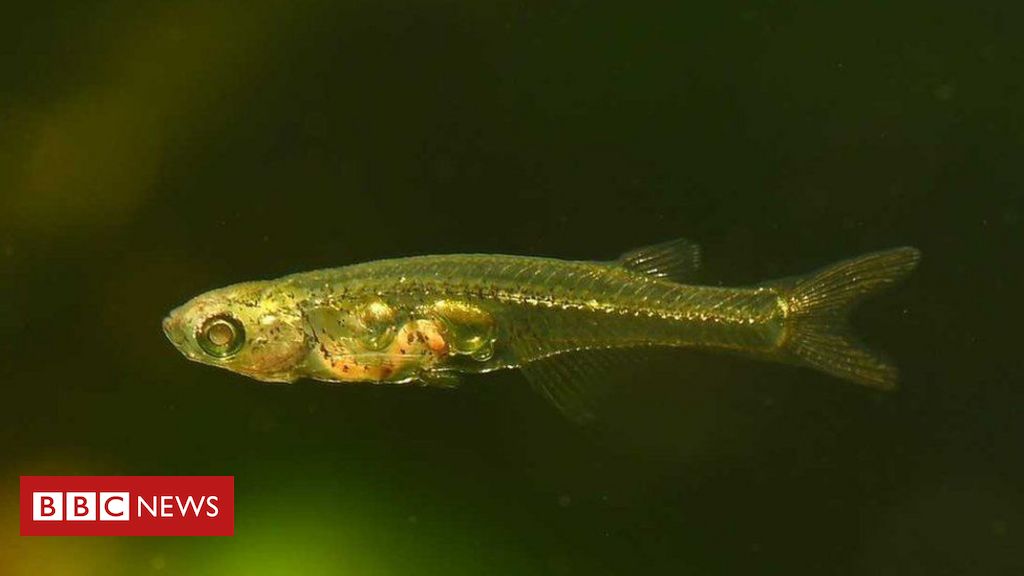 O peixe minúsculo que é o 'mais barulhento' já achado por cientistas