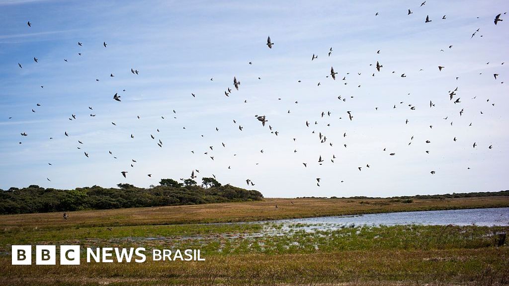 O mistério da 'chuva' de andorinhas na Amazônia