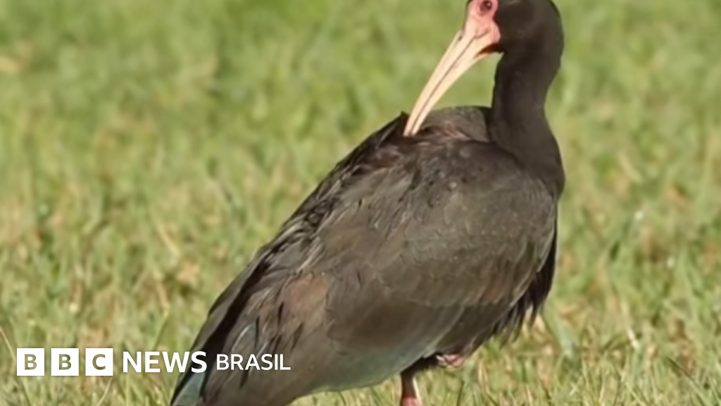 Vídeo, A ave misteriosa que está 'invadindo' o sudeste do Brasil, Duration 1,50
