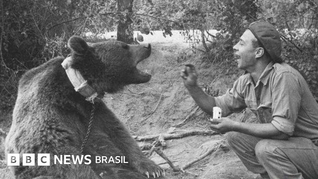 O urso que se tornou 'soldado' do Exército polonês na Segunda Guerra Mundial