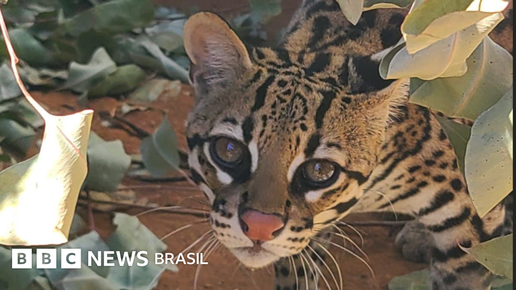 A briga na Justiça entre Ibama e influenciadora pela guarda da jaguatirica Pituca na Amazônia