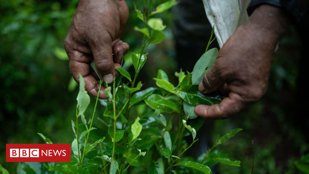 Por que há excesso de oferta de coca na América Latina (e qual o impacto no mercado de cocaína)