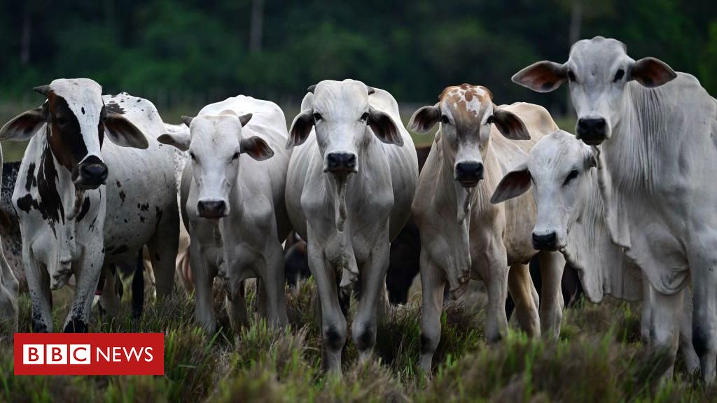 O que é o 'RG do boi' e por que ele é importante para a Amazônia e o seu bife