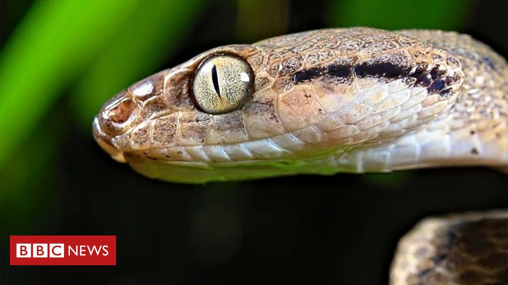 'Devoram tudo que encontram': a ilha nos EUA com milhões de serpentes que ameaçam floresta