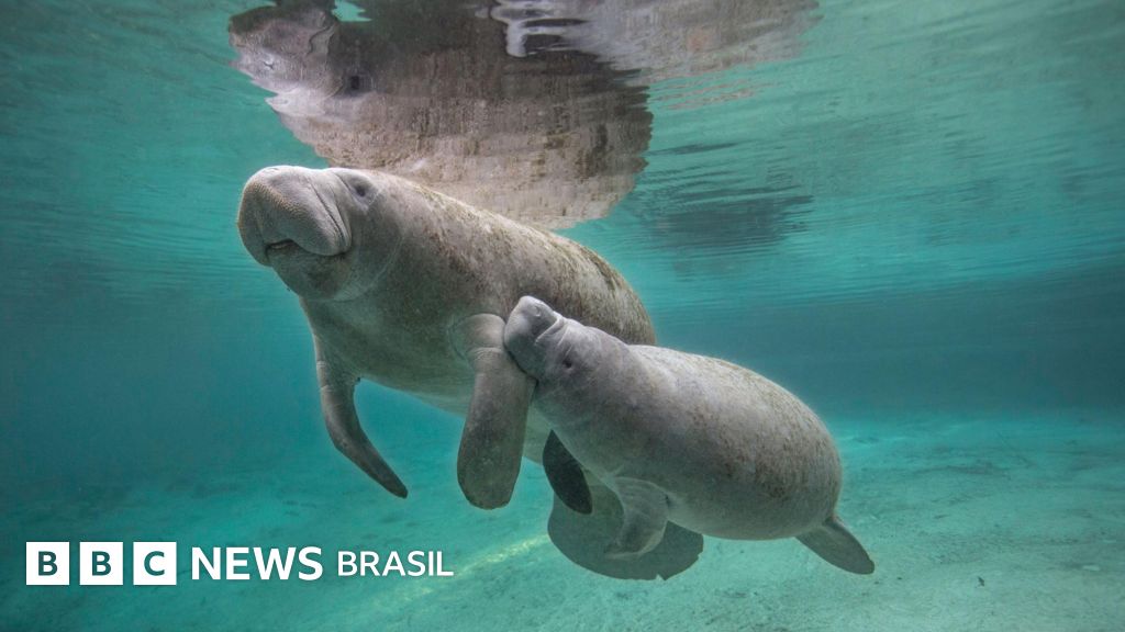 Por que peixe-bois da Flórida estão viciados em usinas elétricas