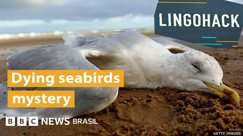 Misteriosa morte em massa de aves marinhas preocupa costa inglesa