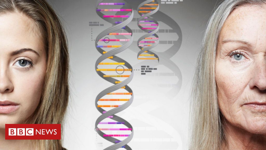 O que são os 'genes saltadores' e como eles afetam o envelhecimento