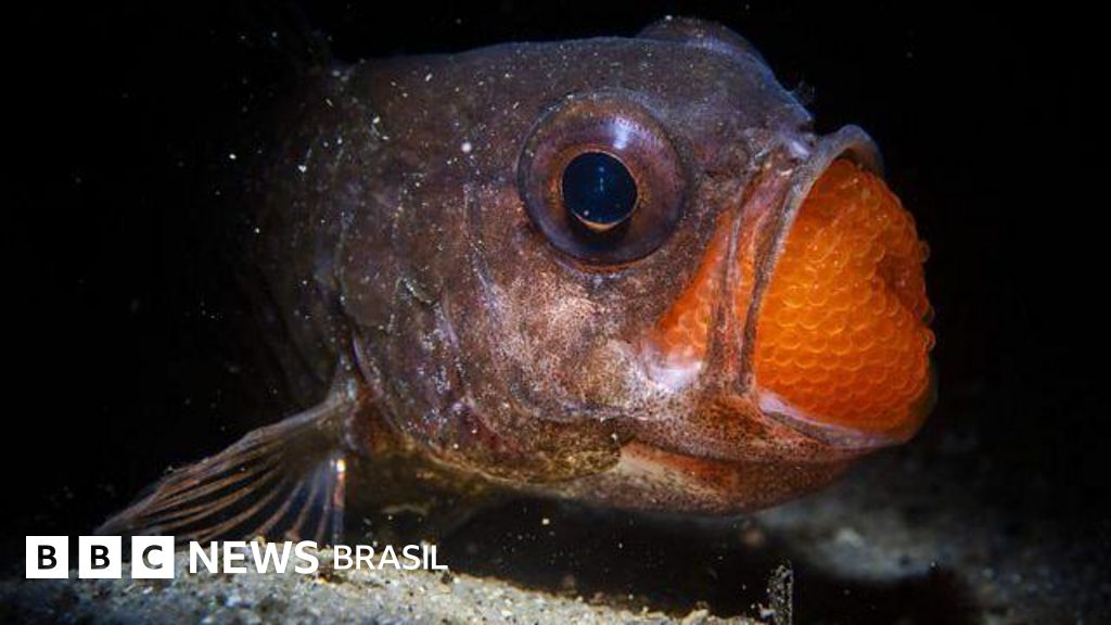 As melhores fotografias da natureza de 2025