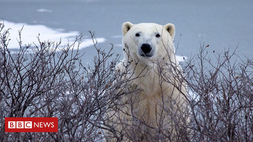 A perigosa proximidade entre ursos polares e humanos em cidades do Ártico afetadas pelo aquecimento global