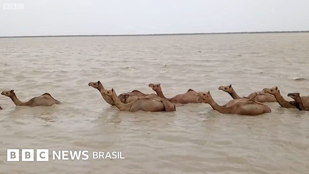 Os raros camelos nadadores da Índia que estão ameaçados de extinção