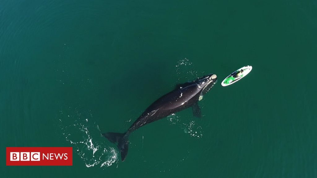 El impresionante encuentro entre ballenas y nadadores en Argentina
