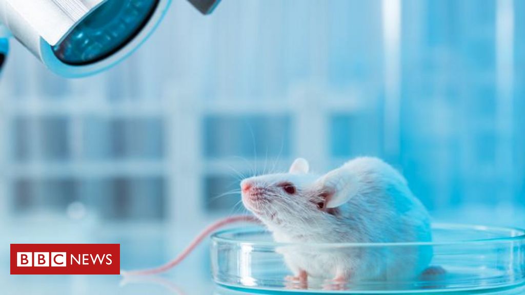 Por que experimentos científicos usaram mais camundongos machos do que fêmeas?