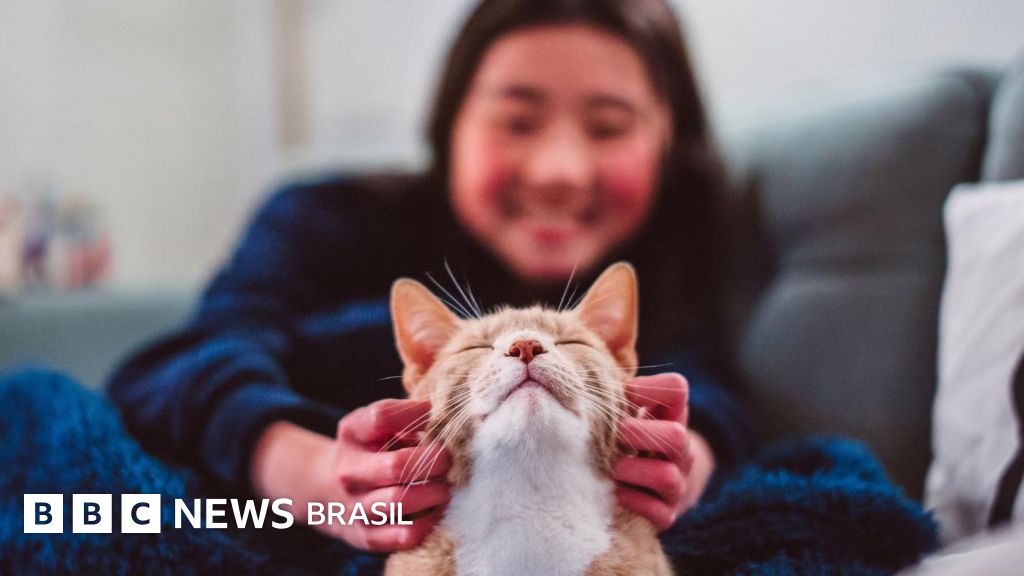 DNA revela que gatos foram domesticados muito depois do que se pensava