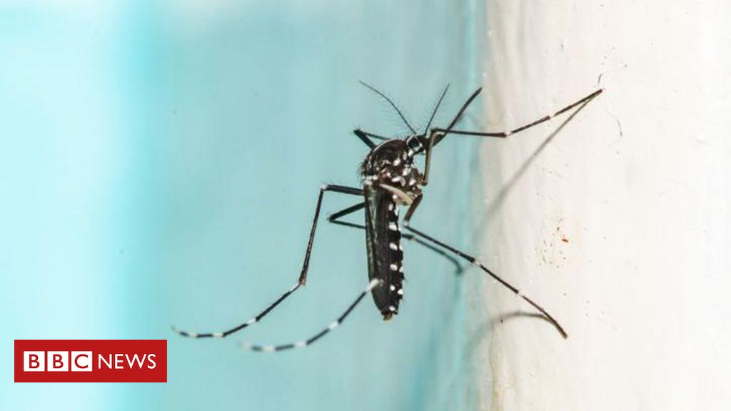 Olimpíadas 2024: França recorre a fumacê após aumento de dengue, chikungunya e zika