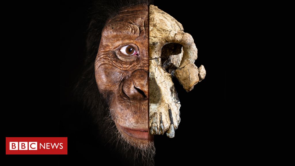 O elo perdido: Ancestral mais antigo do homem é encontrado